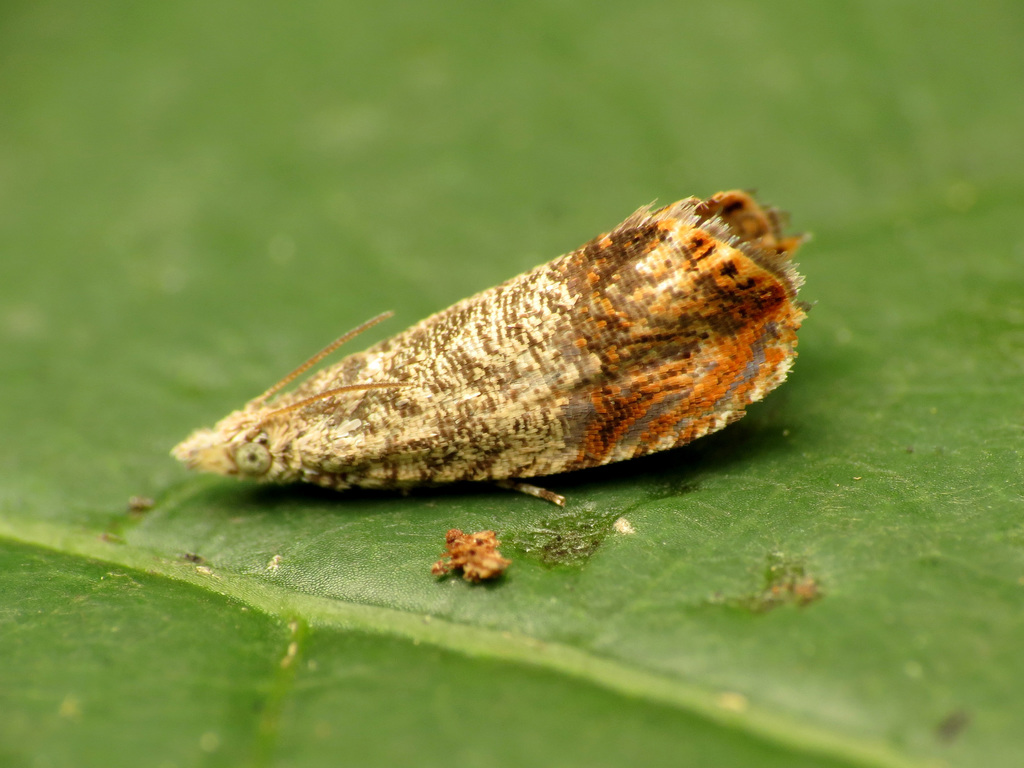 Speckled Talponia Moth