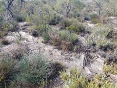 Banksia subulata