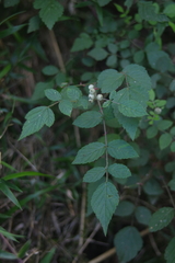 Rubus incanus
