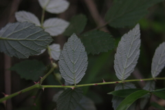 Rubus incanus