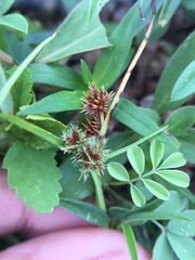 Cyperus