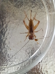 Eumodicogryllus bordigalensis