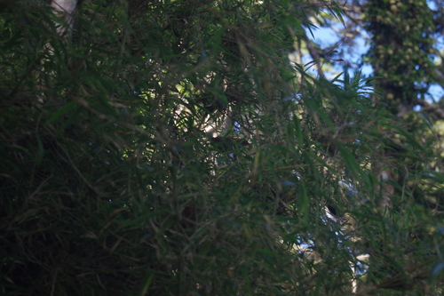 Taiwan Bush Warbler (Locustella alishanensis), photo 5