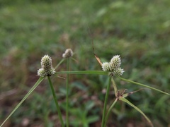 Cyperus tenuifolius