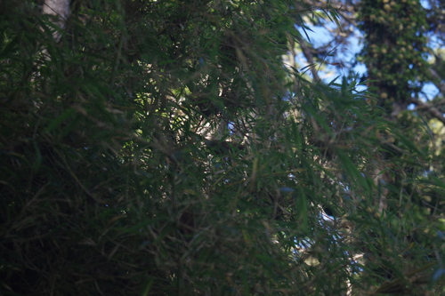Taiwan Bush Warbler (Locustella alishanensis), photo 3
