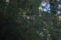 Locustella alishanensis