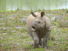 Rhinoceros unicornis