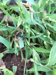 Camponotus
