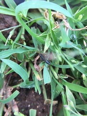 Camponotus