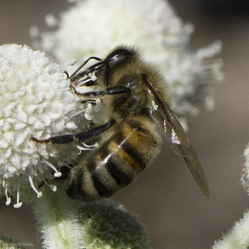 iNaturalist observation photo of Western Honey Bee
