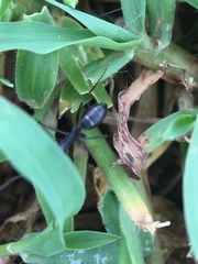 Camponotus