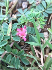 Indigofera linnaei