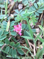 Indigofera linnaei