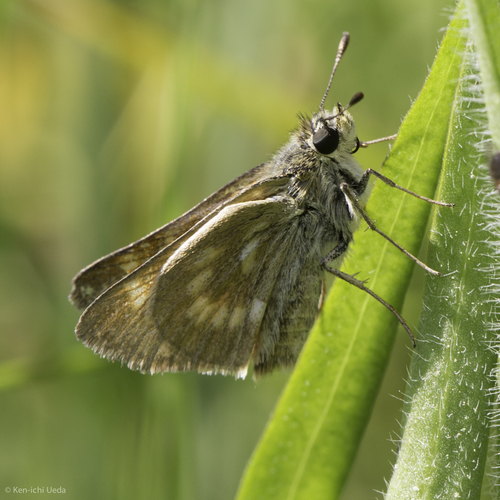 iNaturalist observation photo of Sonoran Skipper