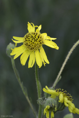 Kyhosia bolanderi