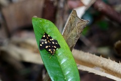 Dubianaclia contigua