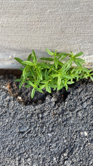 Oldenlandia corymbosa