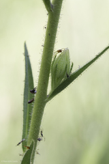 Kyhosia bolanderi