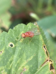 Diptera