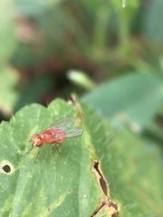 Diptera