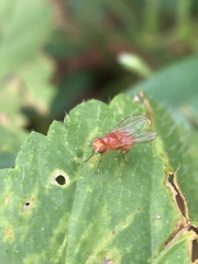 Diptera