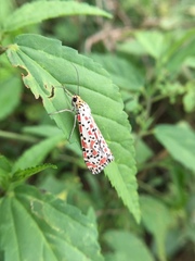 Utetheisa