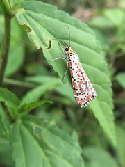 Utetheisa