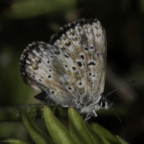 iNaturalist observation photo of Sierra Blue