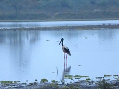 Ephippiorhynchus asiaticus