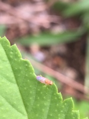 Diptera