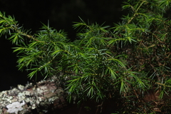 Juniperus formosana