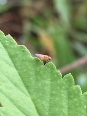 Diptera