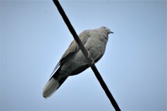 Streptopelia decaocto