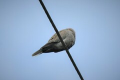 Streptopelia decaocto
