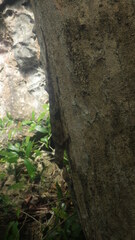 Blaesodactylus boivini