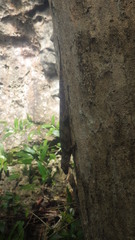 Blaesodactylus boivini