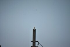 Streptopelia decaocto