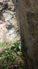 Blaesodactylus boivini