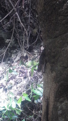 Blaesodactylus boivini