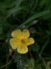 Tribulus terrestris