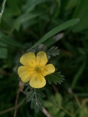 Tribulus terrestris