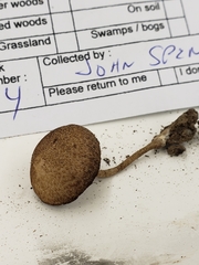 Cystoagaricus hirtosquamulosus