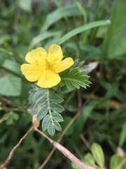 Tribulus terrestris