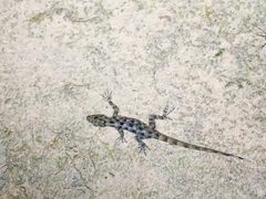 Cnemaspis chanthaburiensis