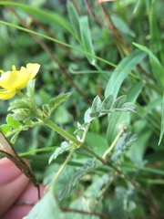Tribulus terrestris