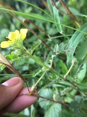 Tribulus terrestris