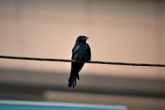 Dicrurus macrocercus