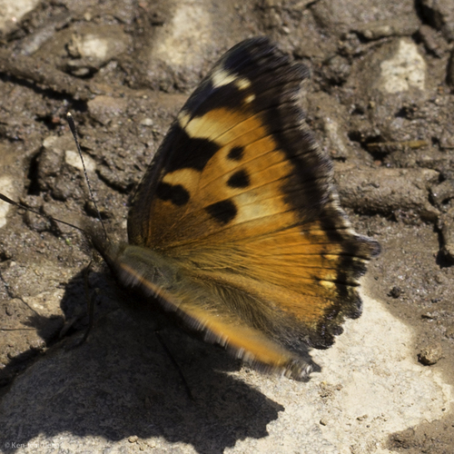 iNaturalist observation photo of California Tortoiseshell