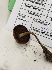 Cystoagaricus hirtosquamulosus