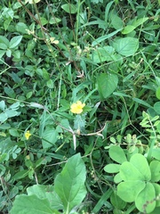 Tribulus terrestris